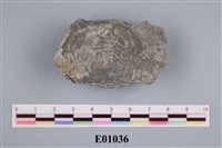 藏品(石燕及其他腕足動物)的圖片